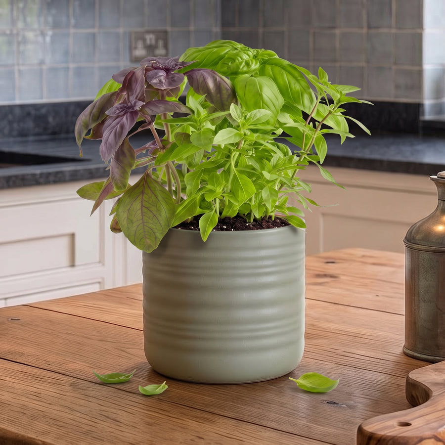 Single Variety Pots