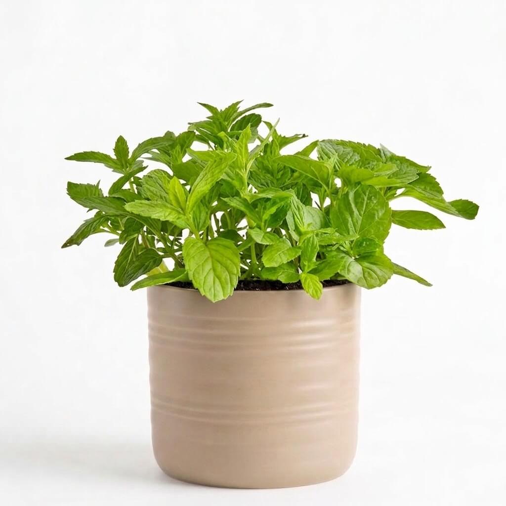 Triple Mint Herb Garden