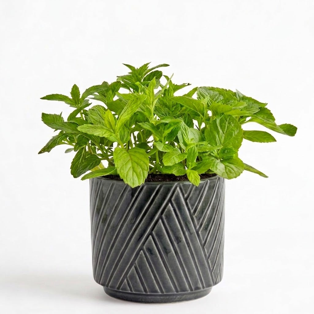 Triple Mint Herb Garden