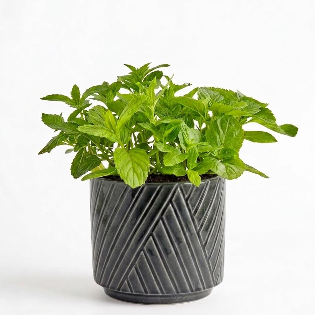Triple Mint Herb Garden