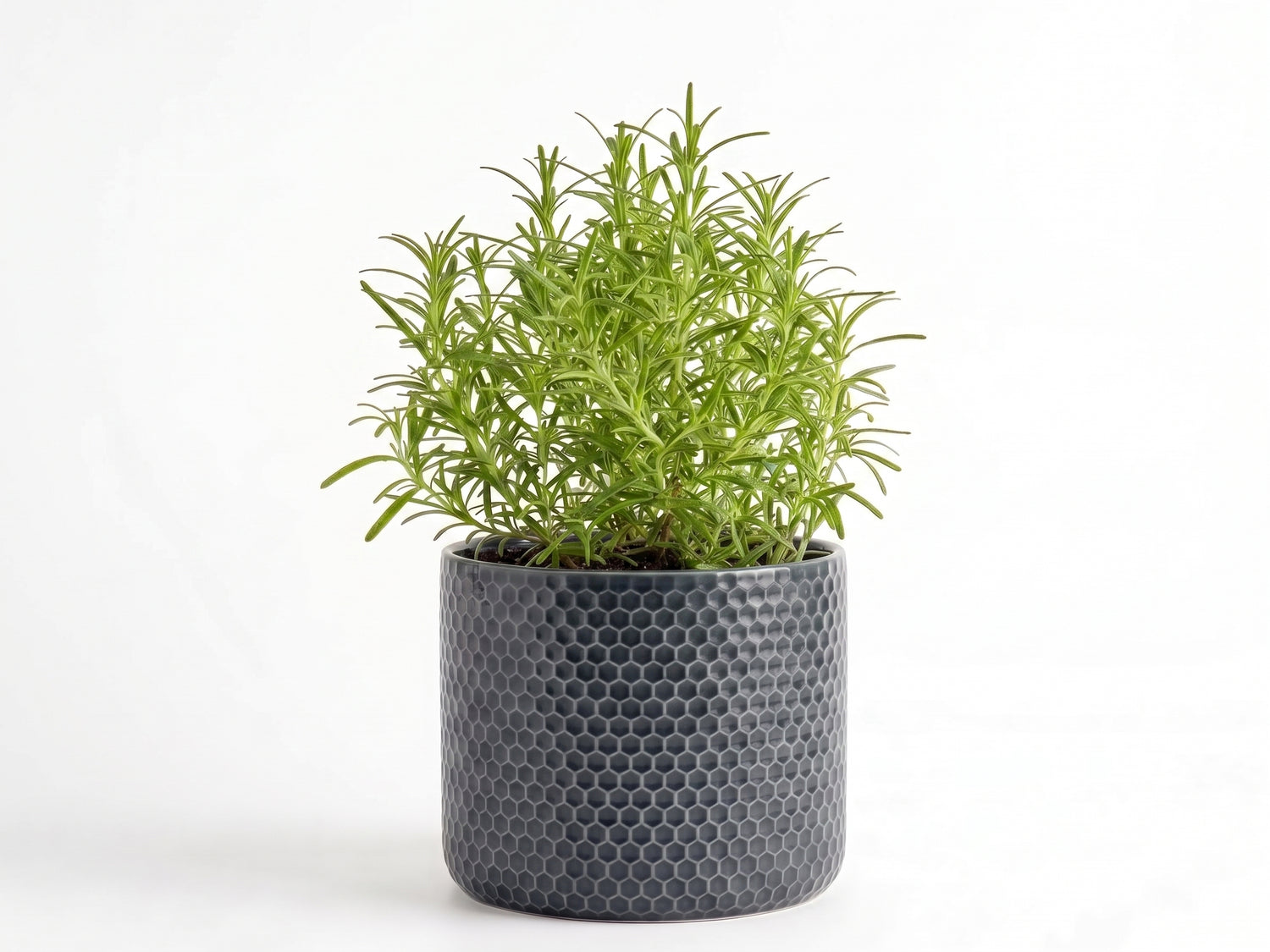 Big Rosemary Herb Pot