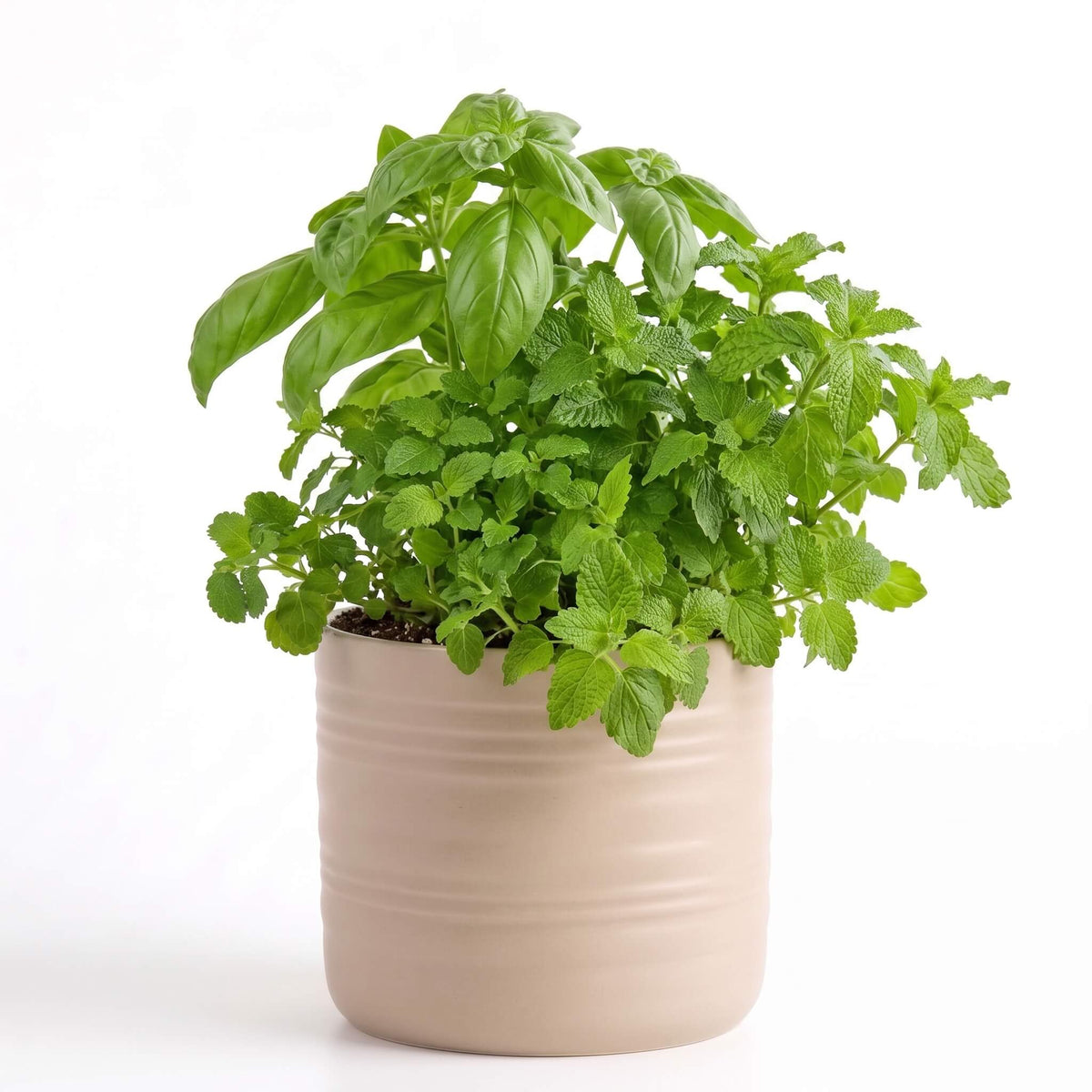 Cocktail Bar Herb Garden