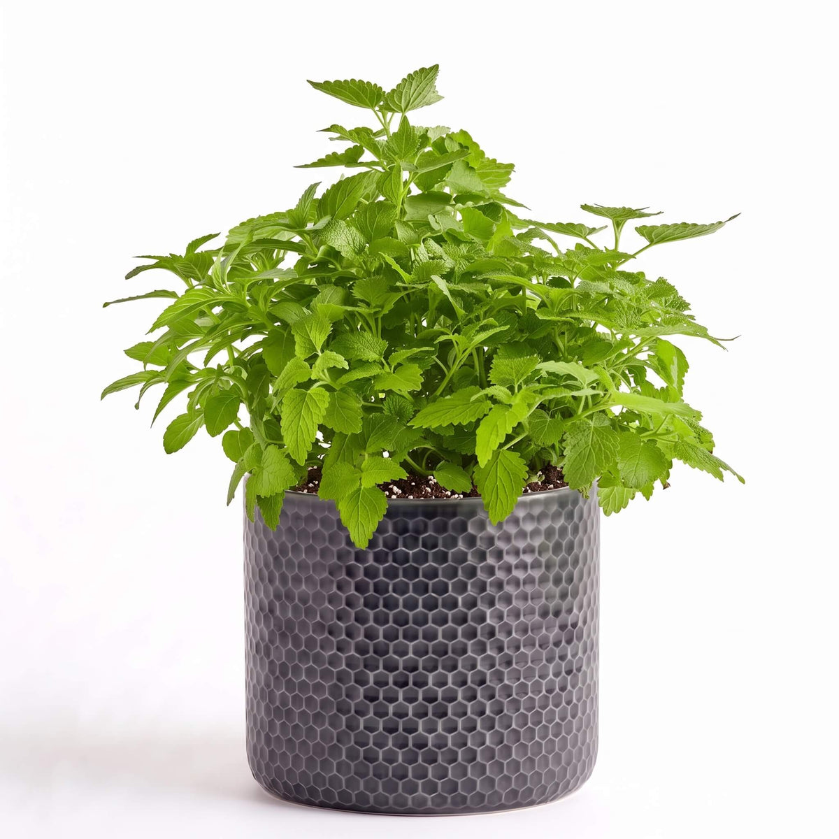 Herbal Tea Herb Garden
