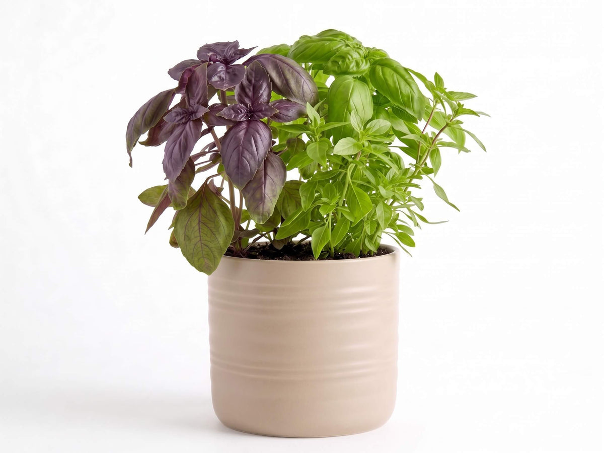 Triple Basil Herb Garden