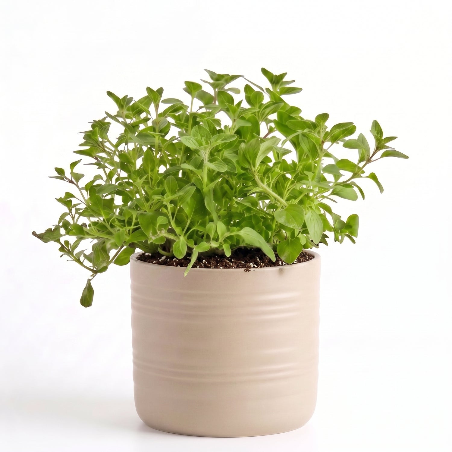 Big Oregano Herb Pot