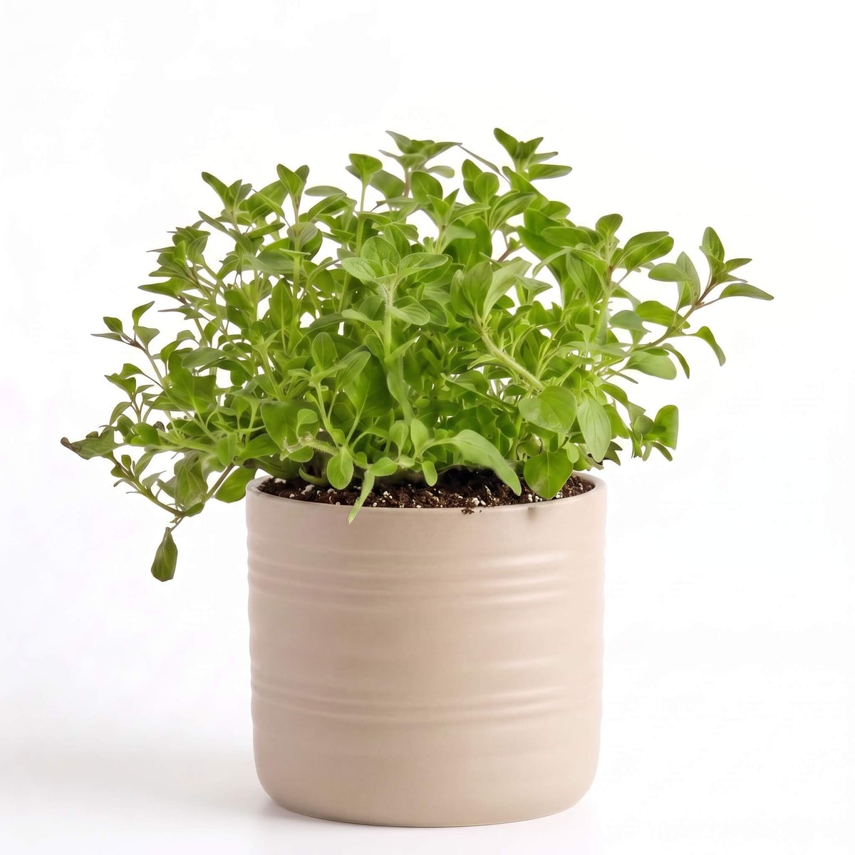 Big Oregano Herb Pot