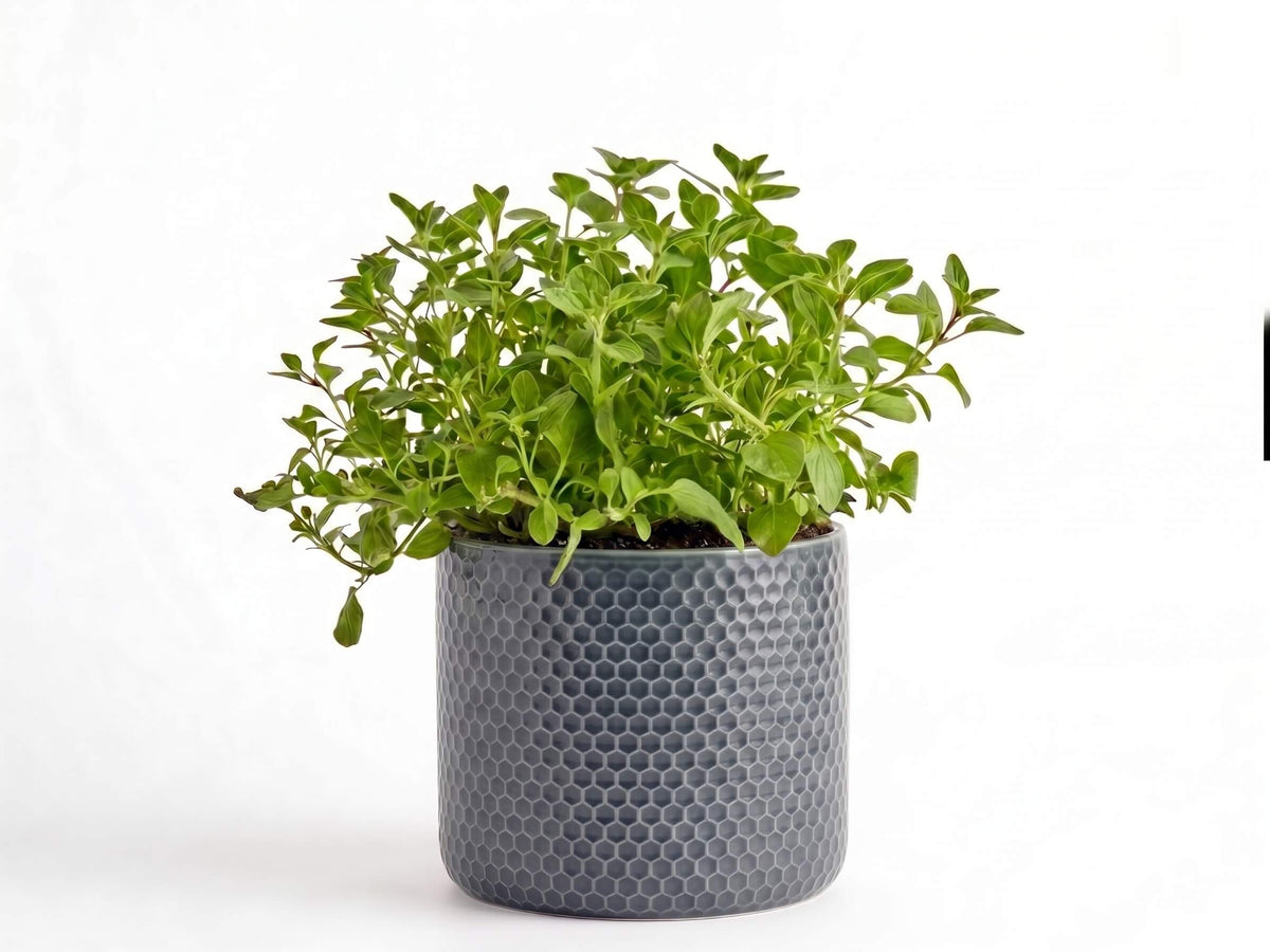 Big Oregano Herb Pot