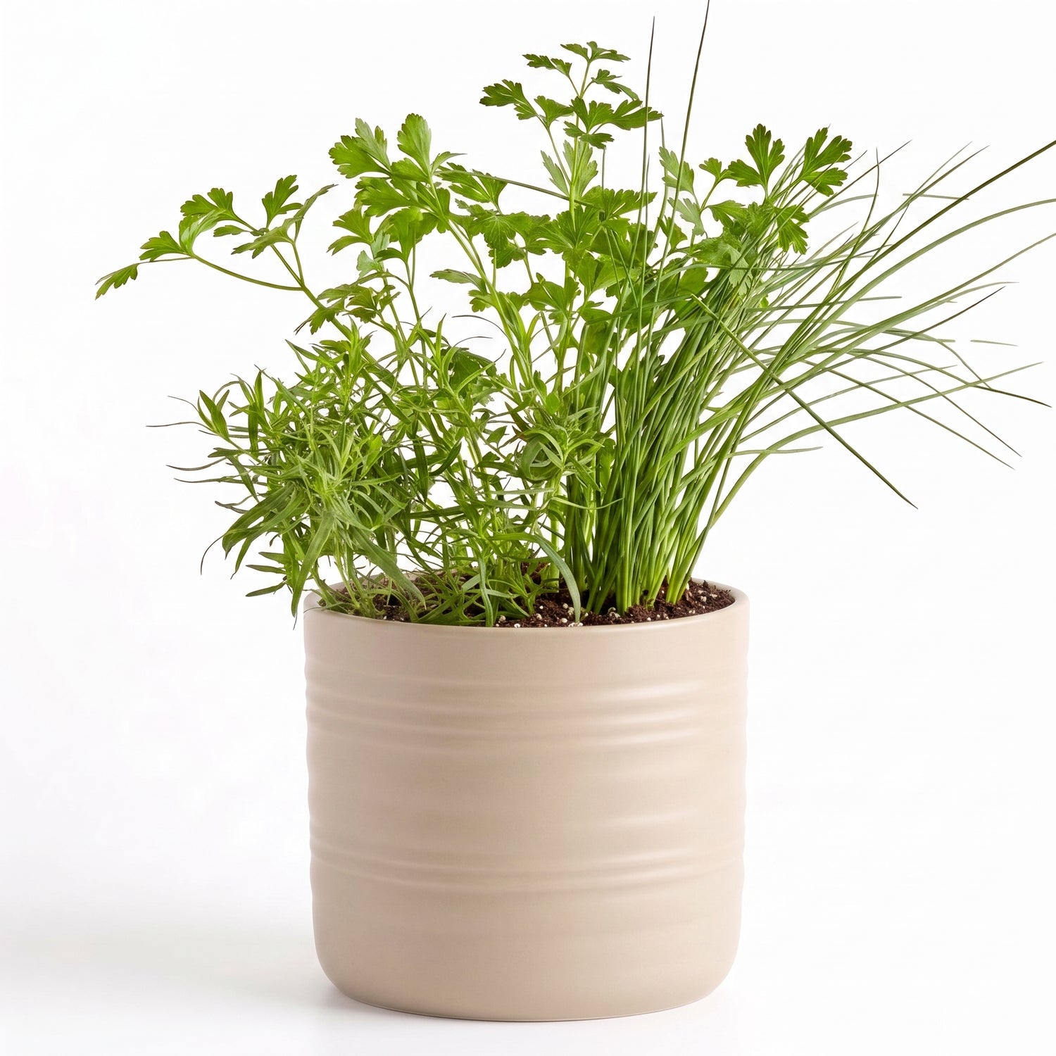 Fine French Herb Garden