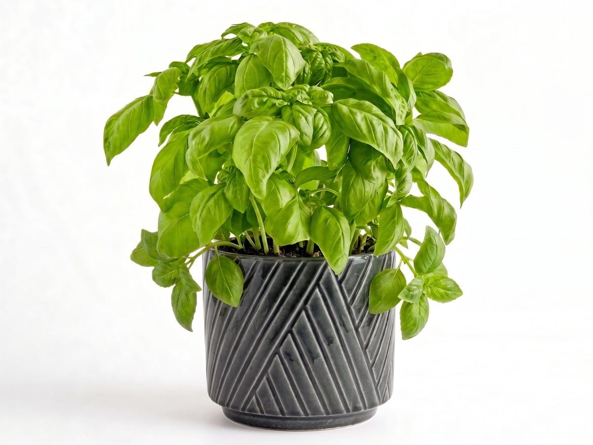 Big Basil Herb Pot