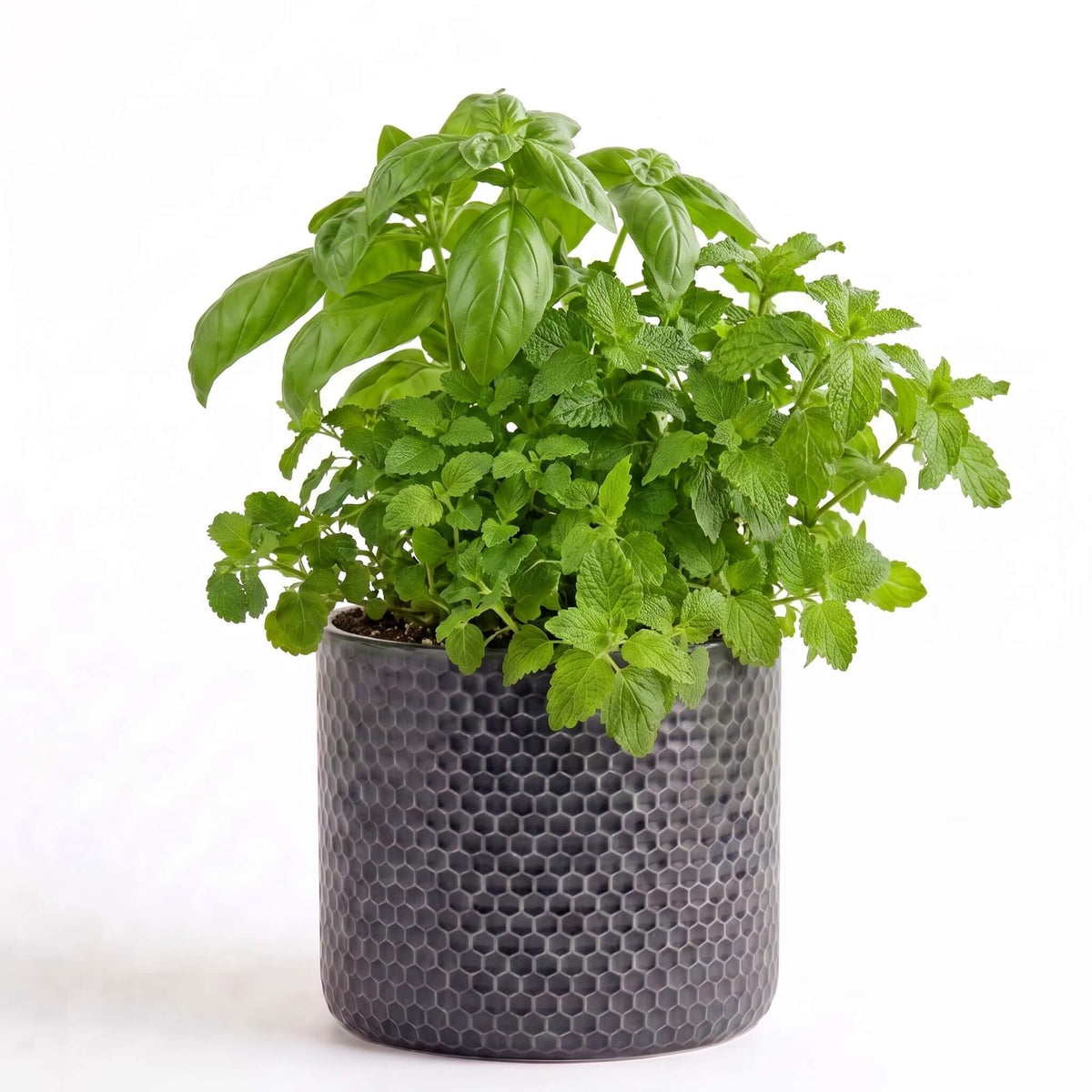 Cocktail Bar Herb Garden