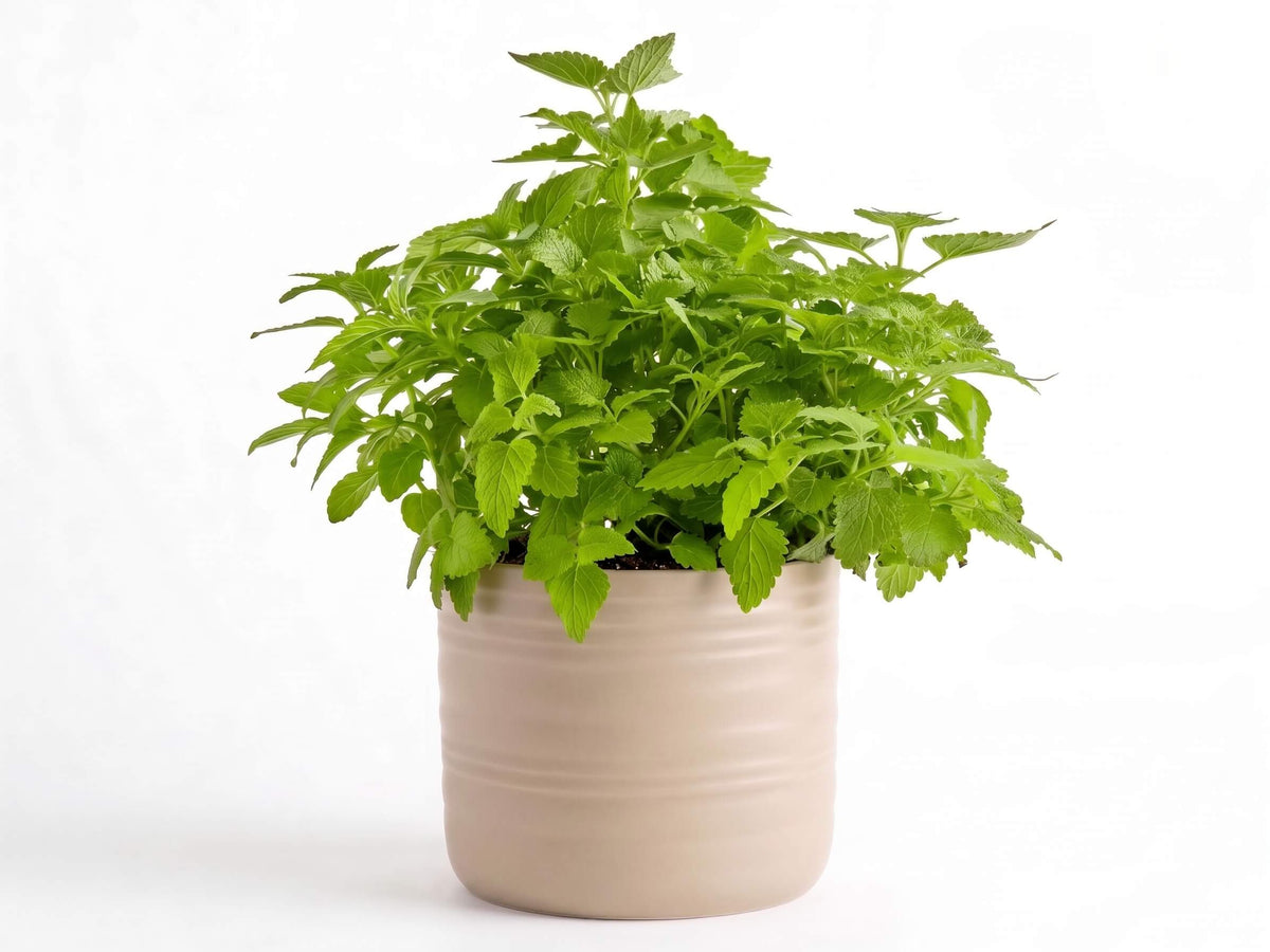 Herbal Tea Herb Garden