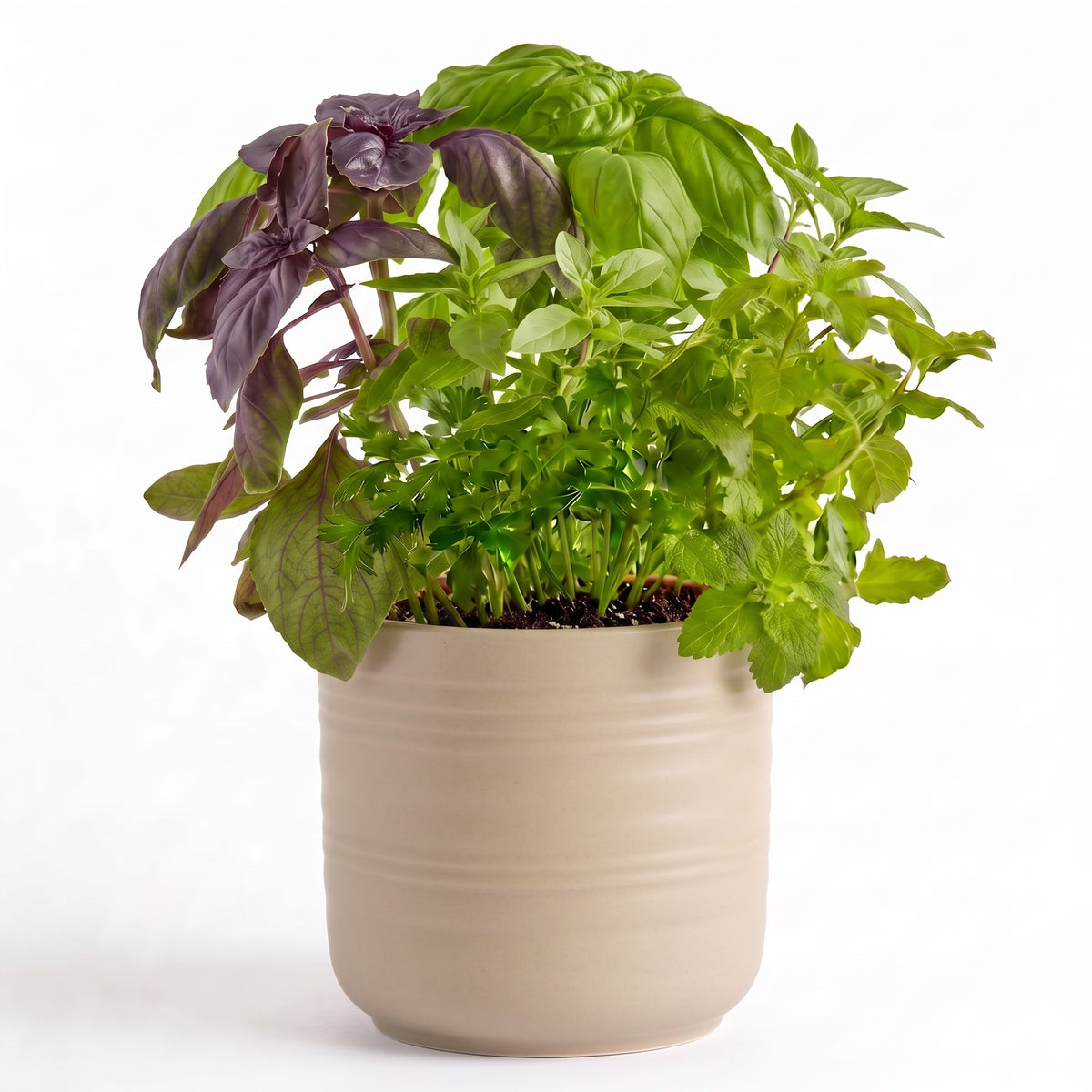 Triple Basil Herb Garden