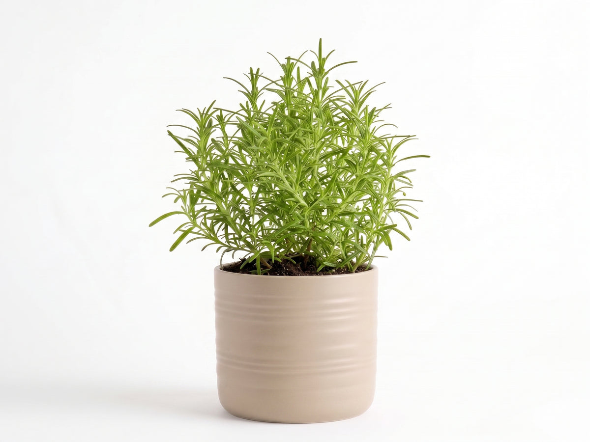 Big Rosemary Herb Pot