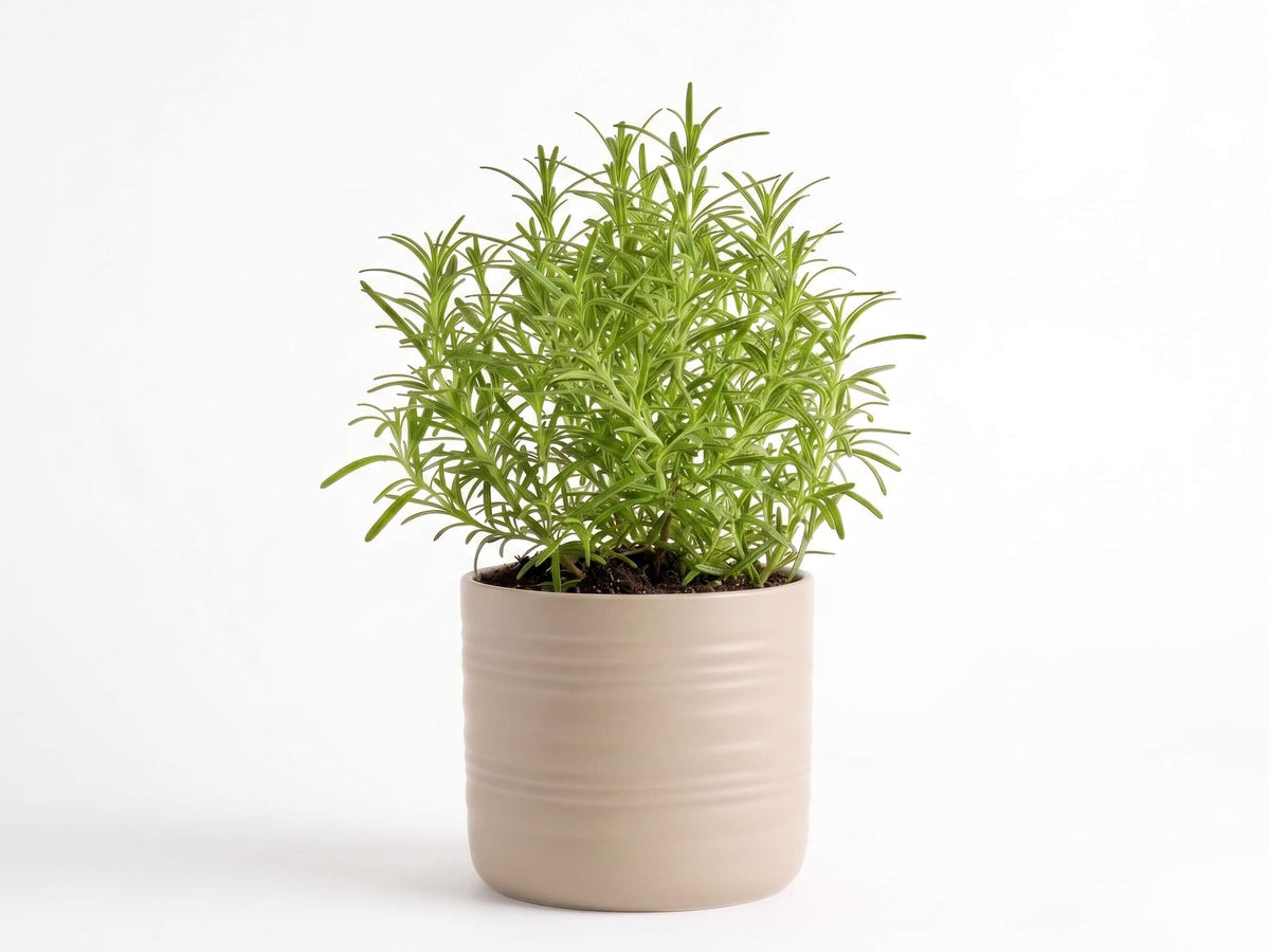Big Rosemary Herb Pot