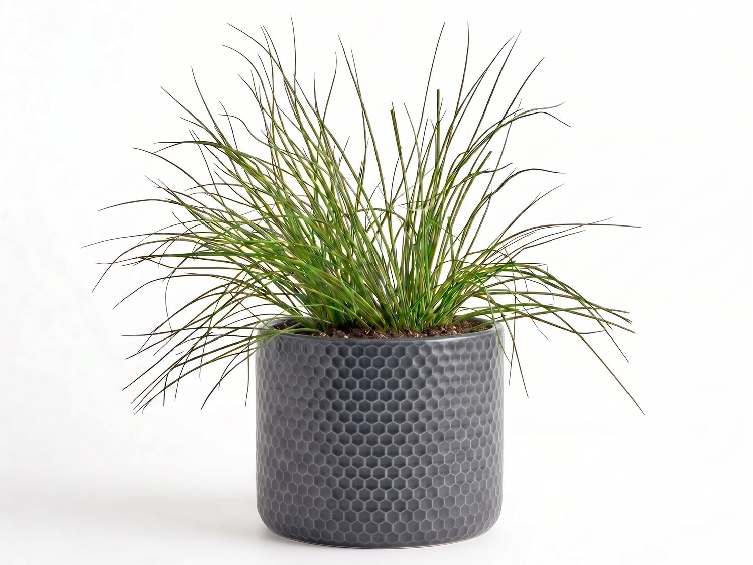 Big Chives Herb Pot