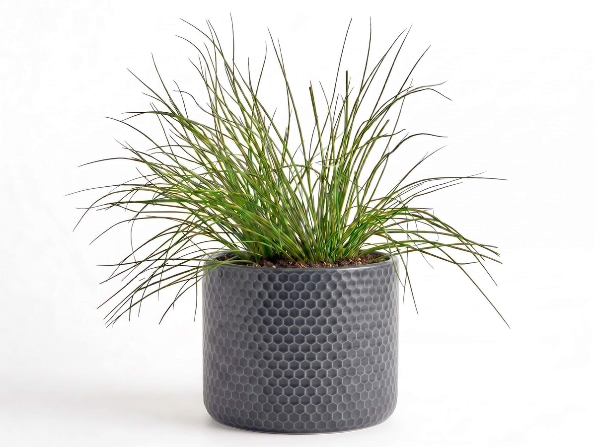 Big Chives Herb Pot
