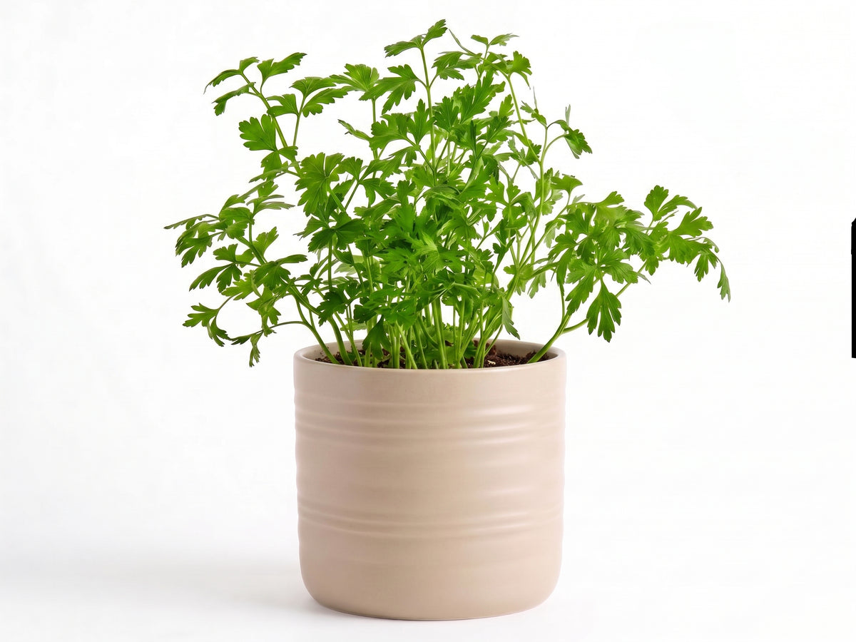 Big Parsley Herb Pot