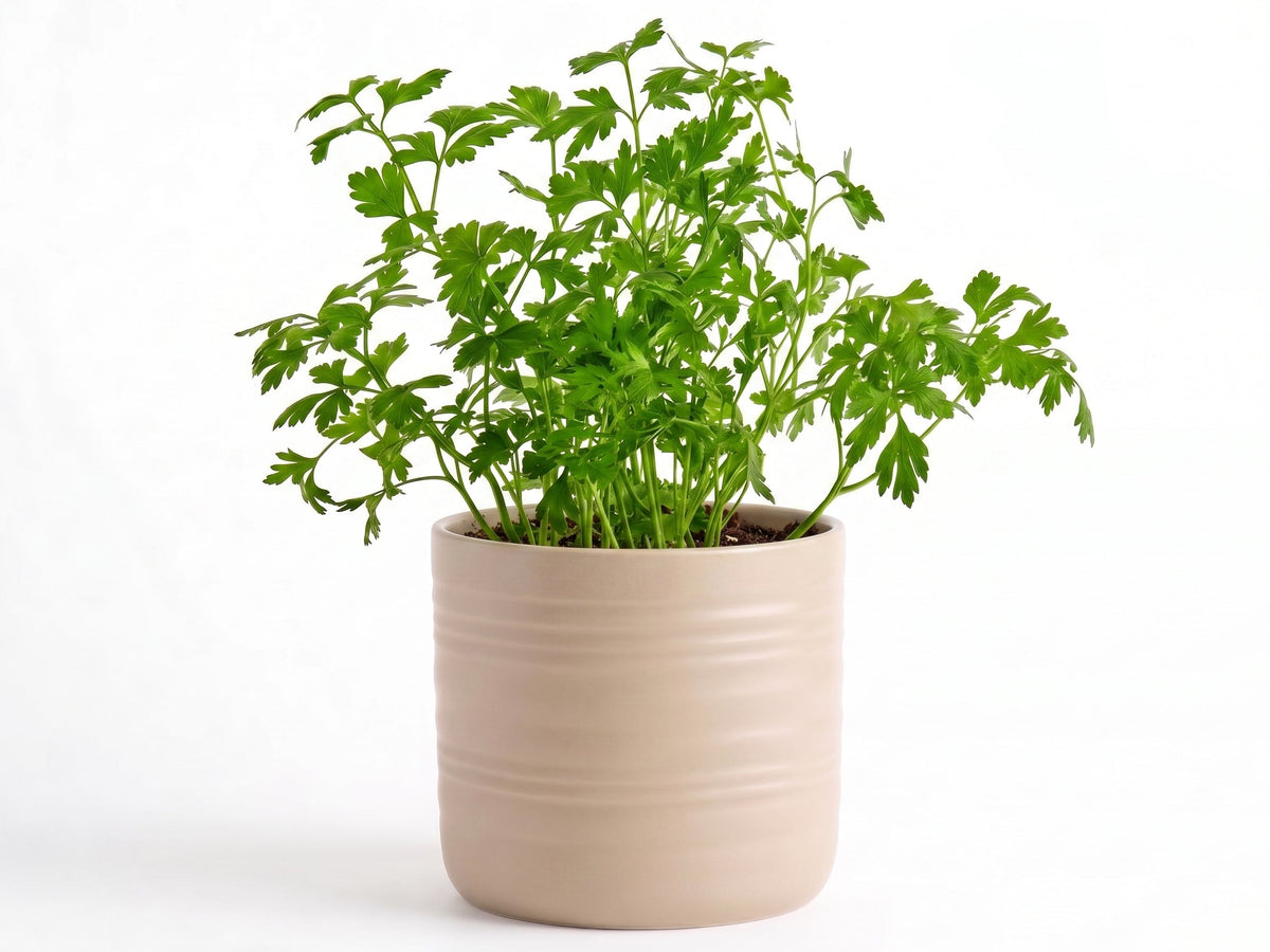 Big Parsley Herb Pot