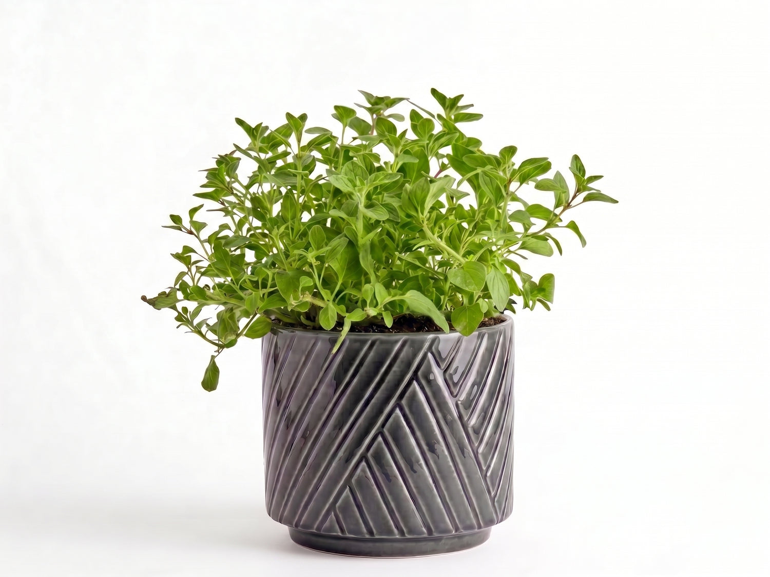 Big Oregano Herb Pot