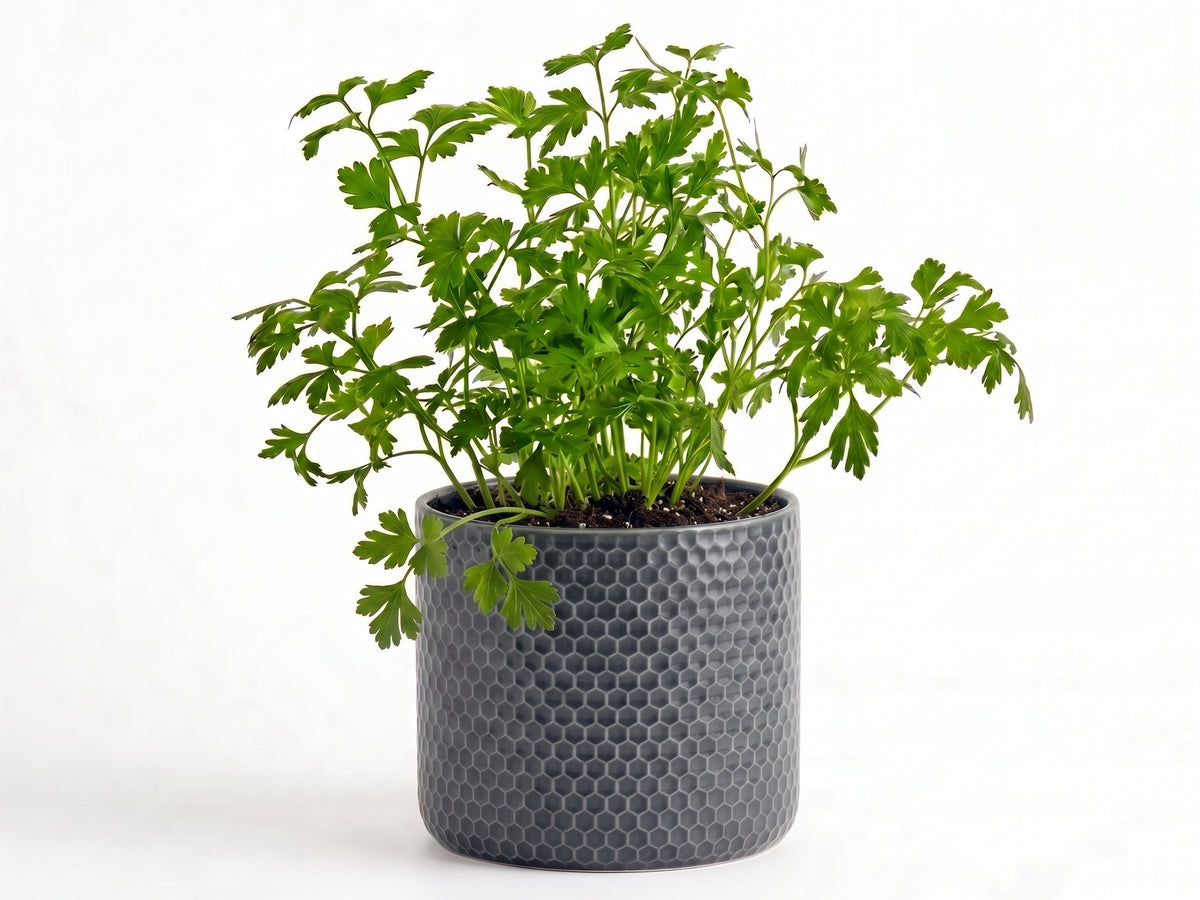 Big Parsley Herb Pot