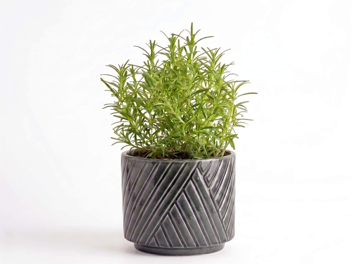 Big Rosemary Herb Pot
