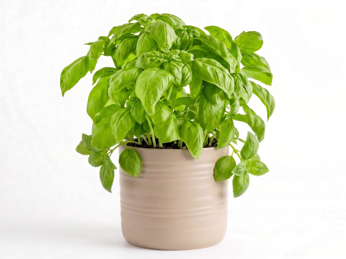 Big Basil Herb Pot