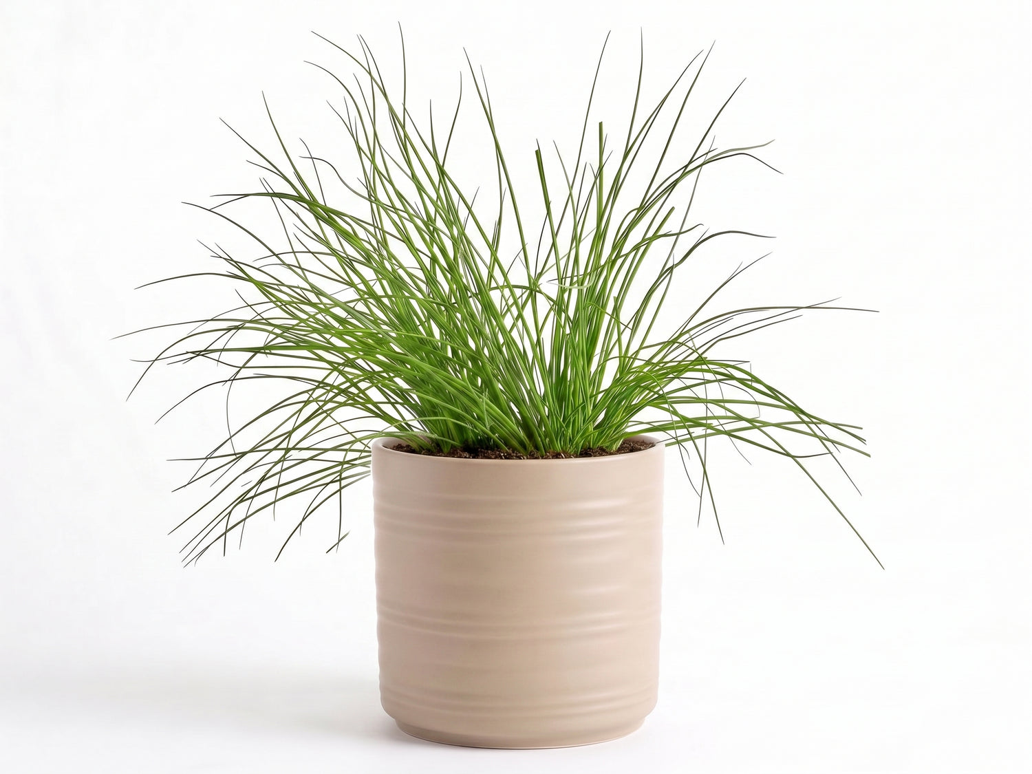 Big Chives Herb Pot
