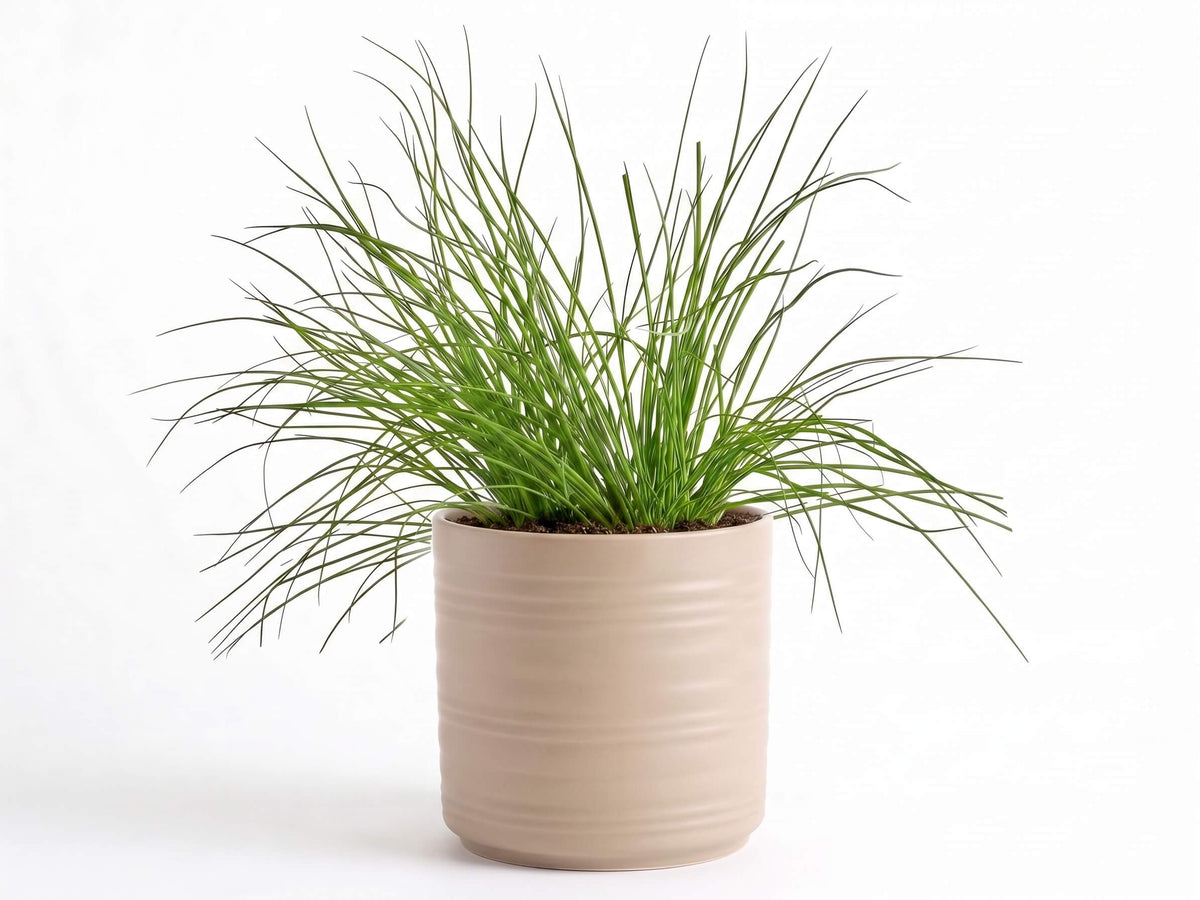 Big Chives Herb Pot