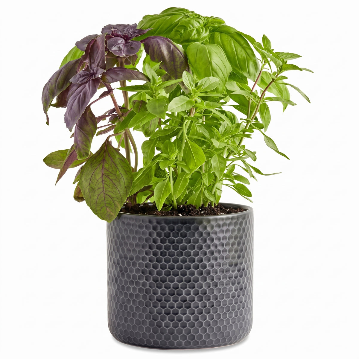Triple Basil Herb Garden