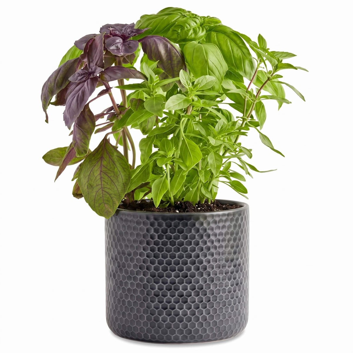 Triple Basil Herb Garden