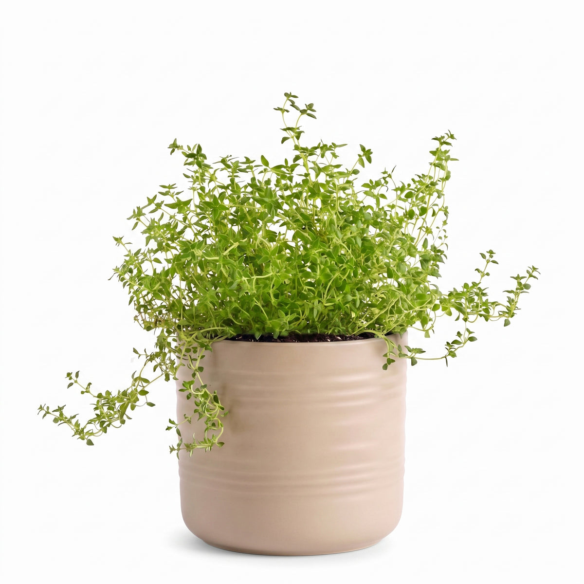 Big Thyme Herb Pot
