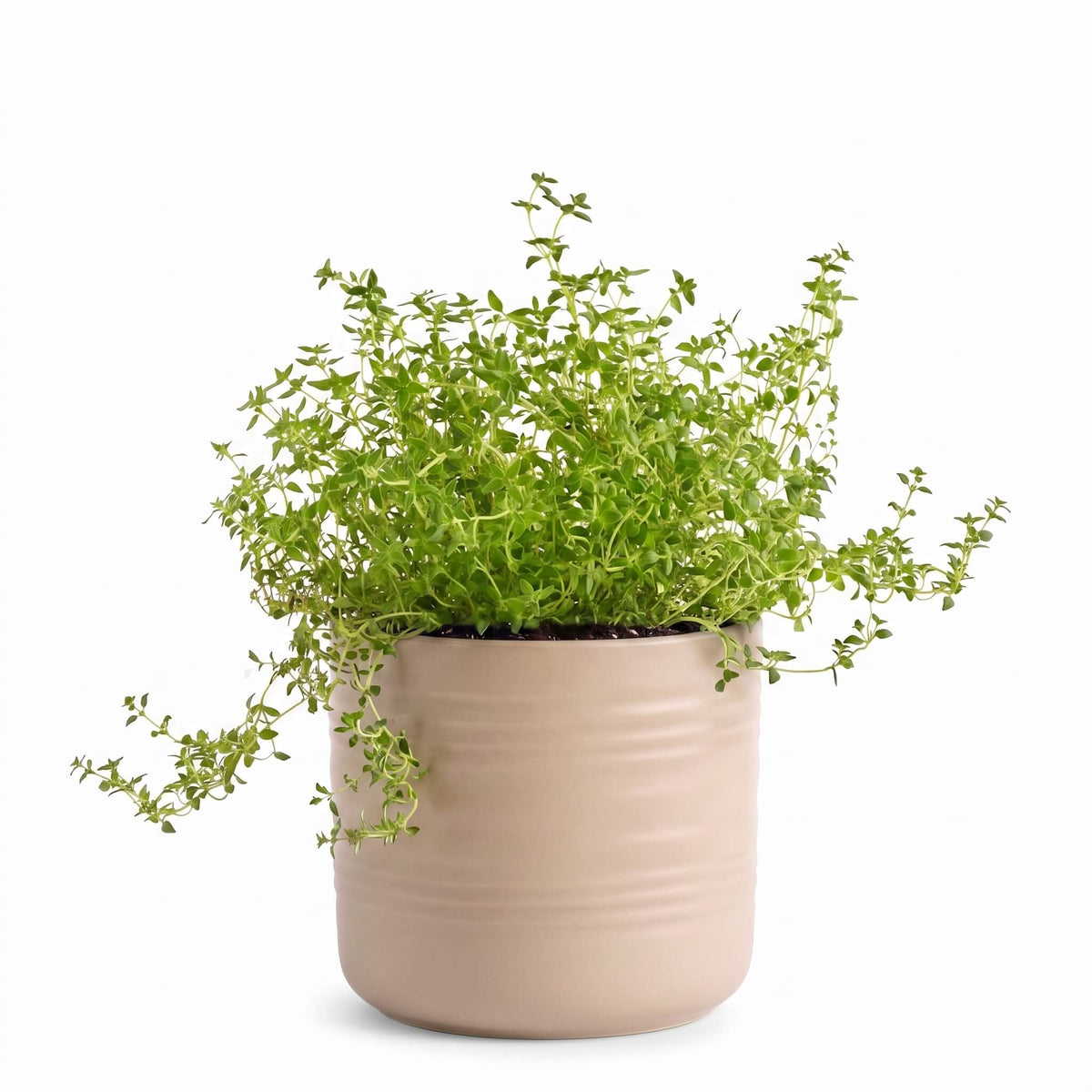 Big Thyme Herb Pot
