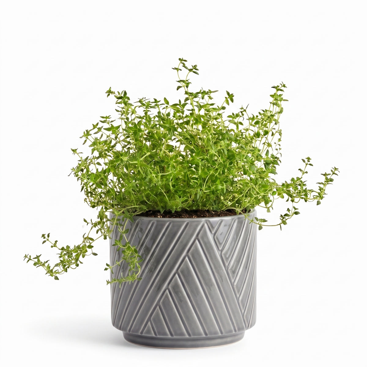Big Thyme Herb Pot