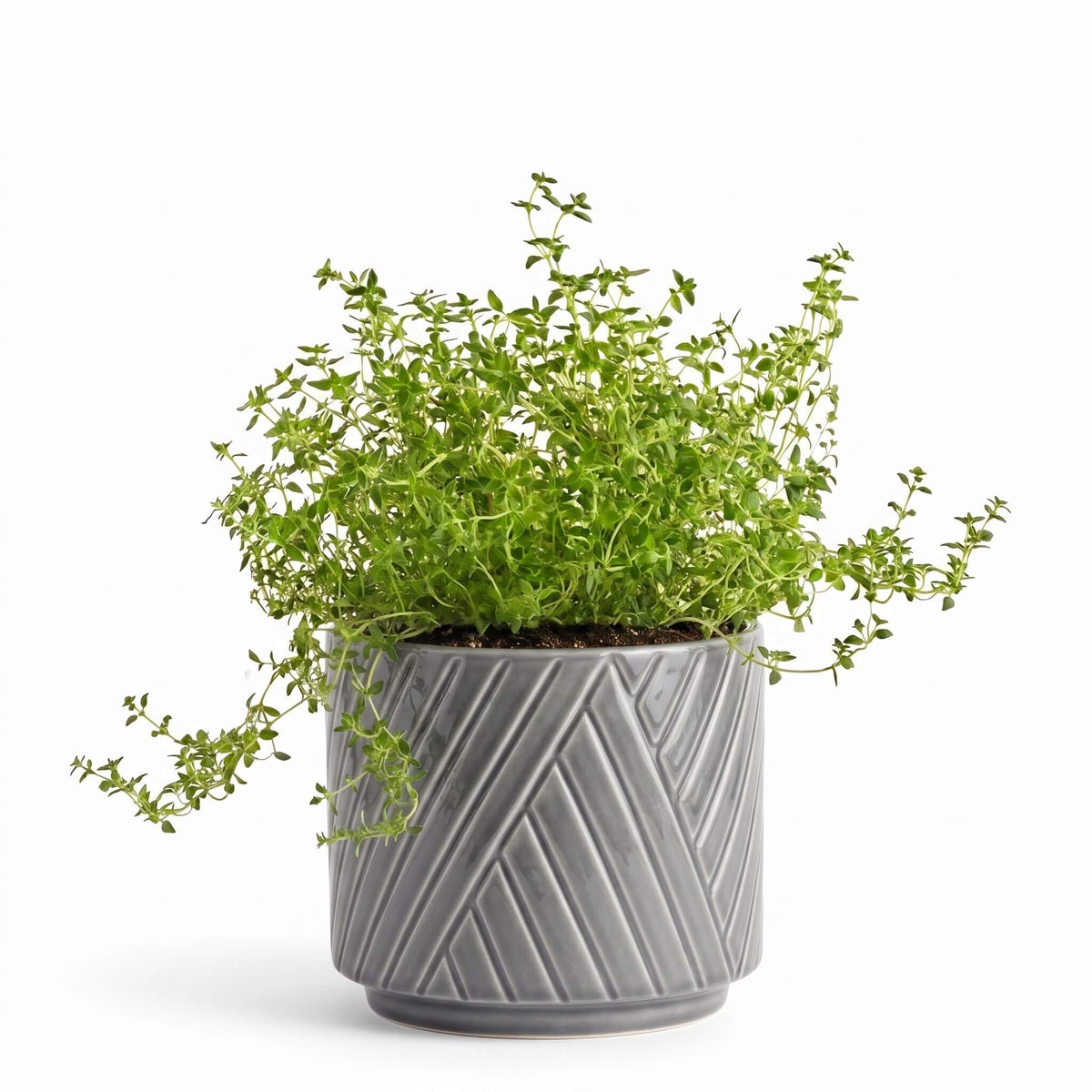 Big Thyme Herb Pot