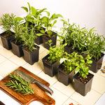 Plants Only