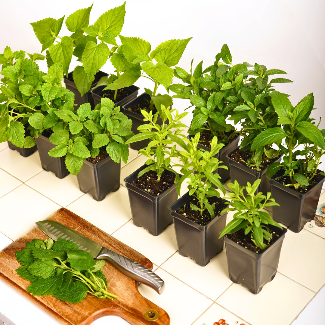 Tea Maker's Herb Garden Kit