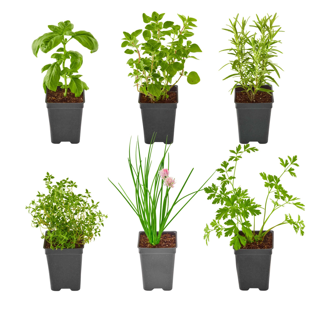 Beginner's Kitchen Herb Garden